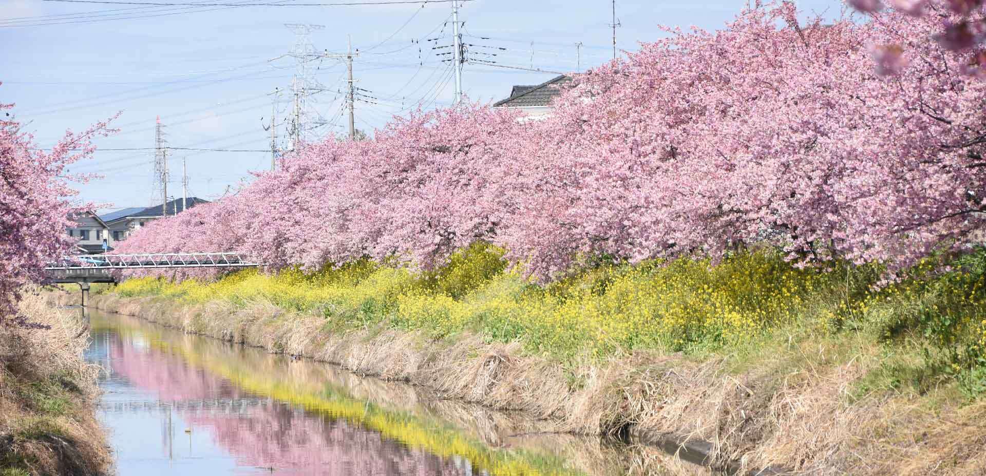 写真：桜