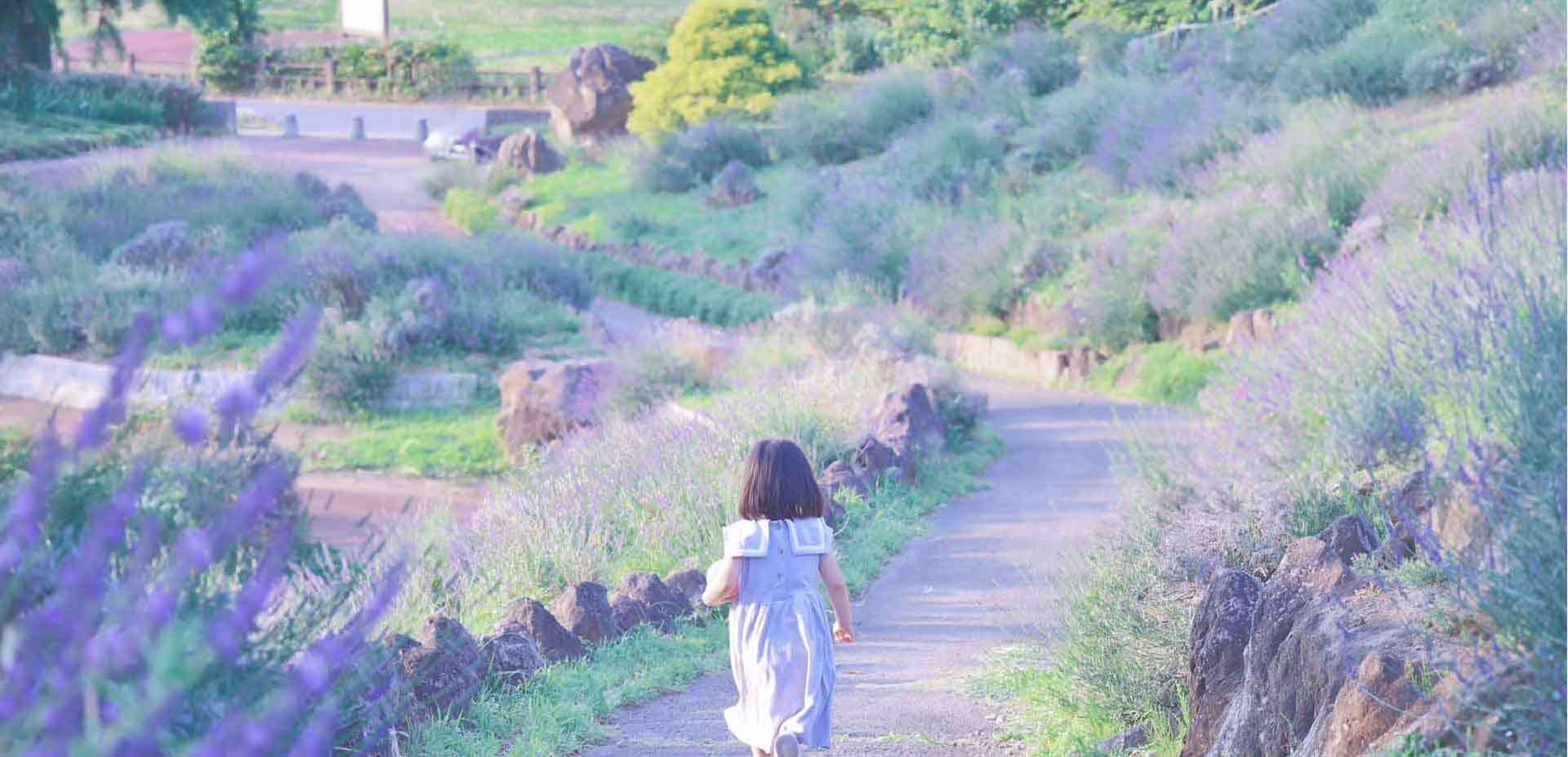 写真：しらさぎ公園のラベンダー