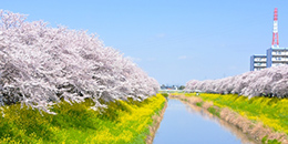 写真：河津桜