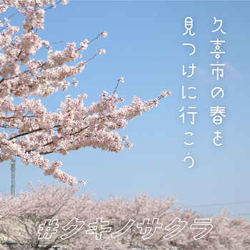 写真：久喜市内の桜