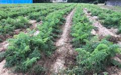 農産物栽培の写真：農産物栽培の様子2