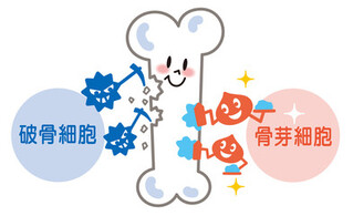 イラスト：骨粗しょう症のメカニズム