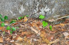 写真：ヤマカガシ