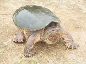 写真：カミツキガメ（環境省提供）
