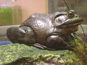 写真:ウシガエル(環境省提供)