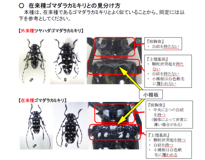 写真：在来種ゴマダラカミキリとの見分け方