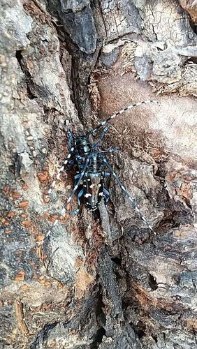 ツヤハダゴマダラカミキリ