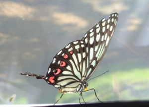 写真：アカボシゴマダラ