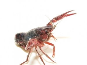 写真：アメリカザリガニ