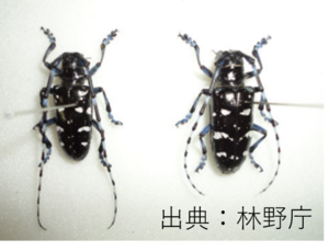 写真：ツヤハダゴマダラカミキリ