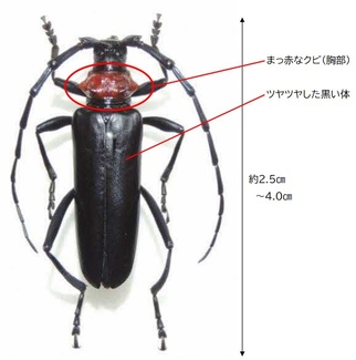 写真：クビアカツヤカミキリのメス