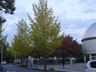 写真：いちょう