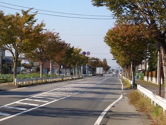 写真：けやき