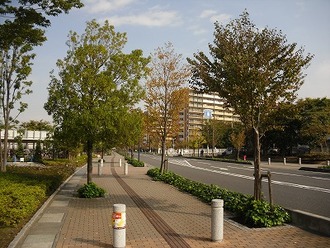写真：かつら