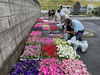 写真：ペチュニアを袋詰めする作業