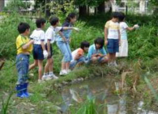 写真：学校ビオトープの生き物の観察