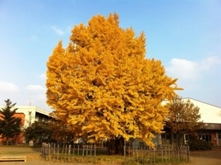 写真：イチョウ