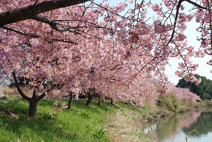 写真：久喜市鷲宮地区の河津桜