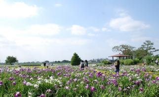 写真：あやめの花