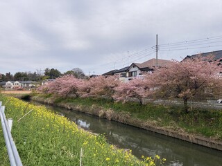 写真：桜1