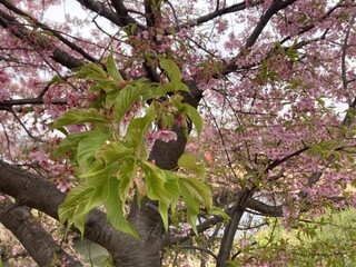 写真：桜2