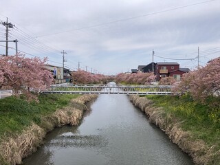 写真：桜3