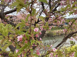 写真：桜4