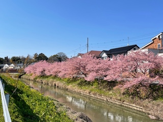 写真：桜5