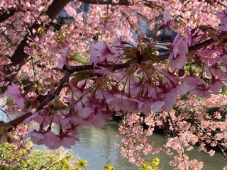写真：桜6