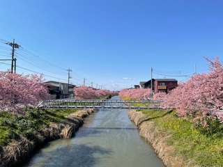 写真：桜7