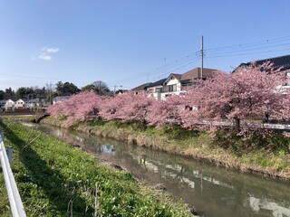 写真：桜9