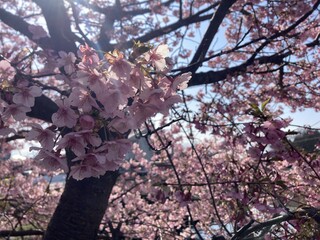 写真：桜10