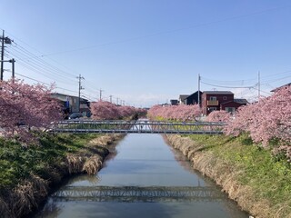 写真：桜11
