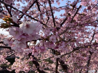写真：桜12