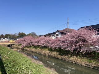 写真：桜13