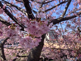 写真：桜14