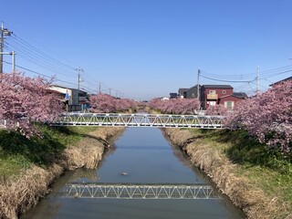 写真：桜15