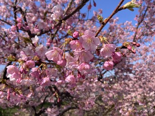 写真：桜16