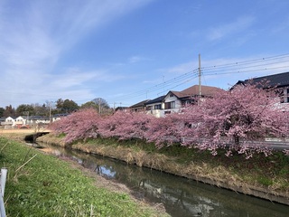 写真：桜17