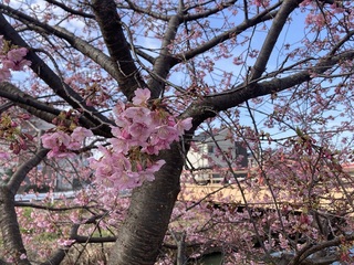 写真：桜18