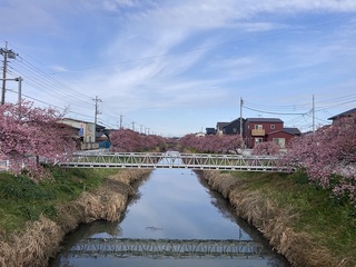 写真：桜19