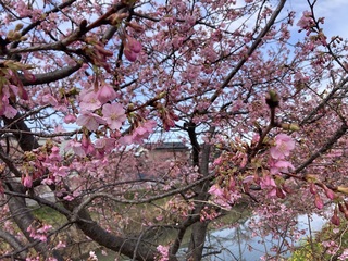 写真：桜20