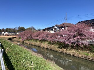 写真：桜21