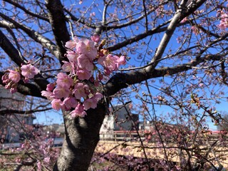 写真：桜22