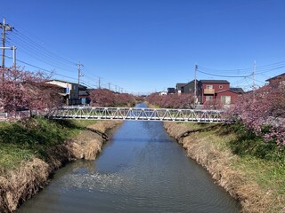 写真：桜23