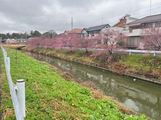 写真：桜25