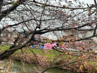 写真：桜26