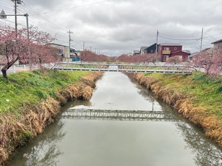写真：桜27