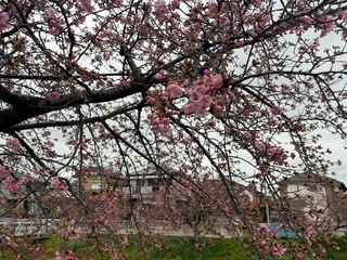 写真：桜28
