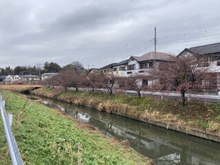 写真：桜29